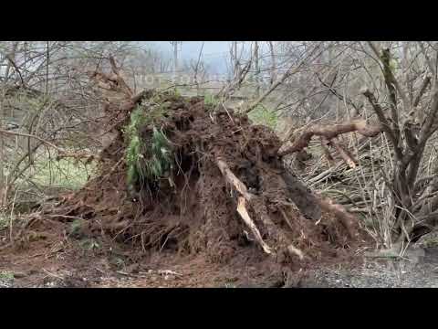 03-03-2023 Jeffersontown, KY - Trees down and wind driven dealership fire