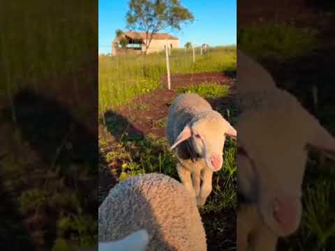 , title : 'Dorset sheep 🐑 STAR GOATS FARM Asif STD'