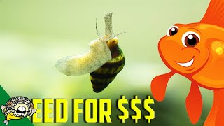 Breeding Fish For Profit. Assassin Snails Species Profile. Clea helena