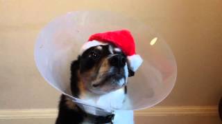 RM Hubbert. Xmas Do.