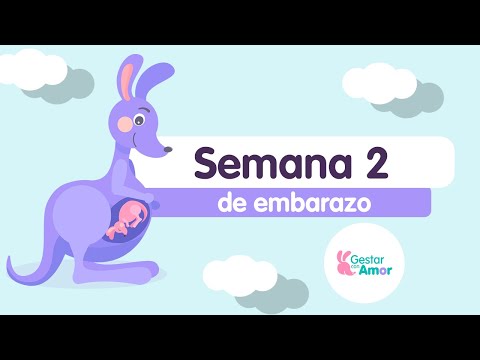 Semana 2 de embarazo: ¡Ovulación y fecundación!