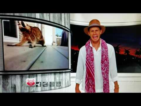 Tosh.o tosh vs raccoon