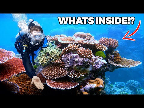 Diving the Great Barrier Reef | Australia's Underwater Paradise