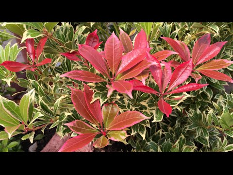 Caring and Propagating Pieris Japonica