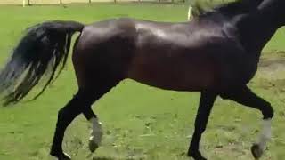 Cavalo Campeiro Gatilho