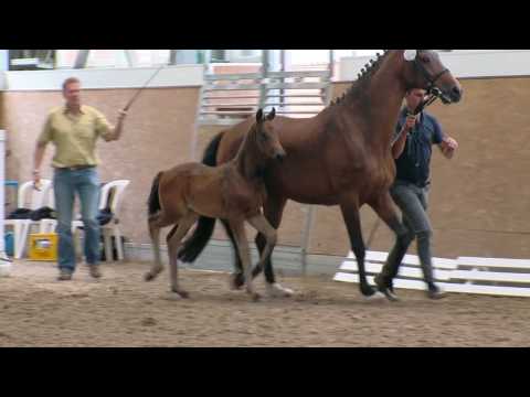 Sf Feinrich Grosse Austing