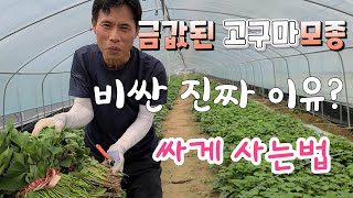 금값된 고구마모종 비싼 진짜 이유? 고구마모종 싸게 사는법 언제까지 심어야 할까?