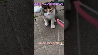三毛の子猫ファミリー計画⑦先代猫ニャン吉のおもちゃを使ってコミュニケーションをとる！😼 #ニャンキー #三毛猫 #猫のいる暮らし #天涯孤独 #子ネコ