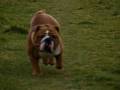 Adult English Bulldog Running in slow motion 