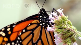 This Parasite is Cramping The Monarch Butterfly’s Style | Deep Look