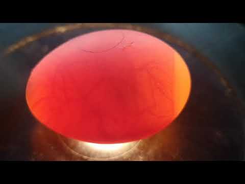 Tag 7 ostfriesische Möwen beim Schieren