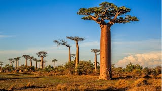 Qual Animal é Mais Abundante Na Ilha De Madagascar
