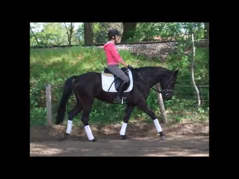 FELICITA 3j. v. Finest - Sandro Hit VB 15.000,- Euro