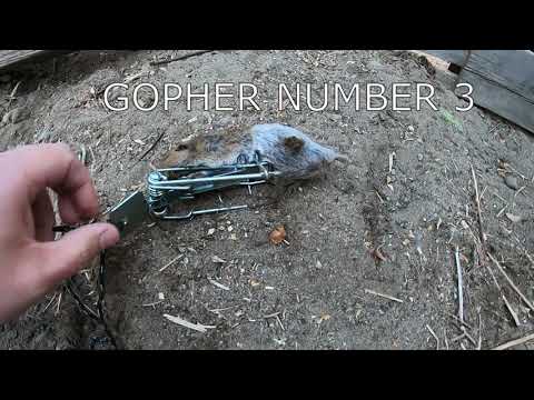 Gopher number 3