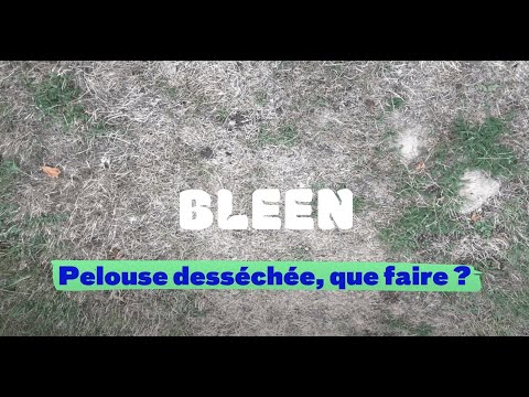 Tuto pelouse Bleen : que faire face à une pelouse sèche ?