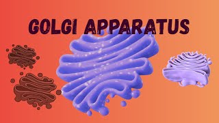 Golgi Apparatus – The Cell’s Post Office! Golgi apparatus, Golgi complex, Golgi body.