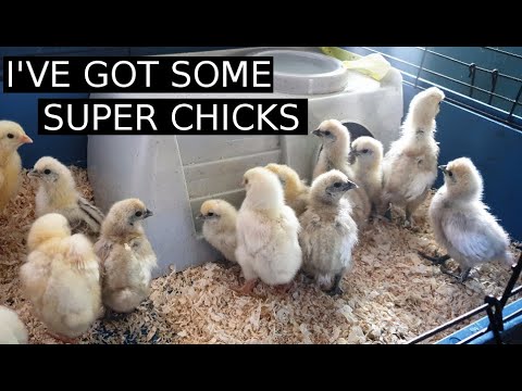 , title : 'Cute CHICK ALERT | Update on the Silkie, Ixworth, Quail and Belgium Bantams'