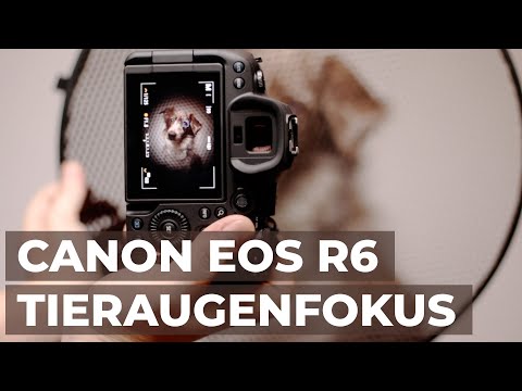 Tieraugenfokus der Canon EOS R6 - kreativ getestet