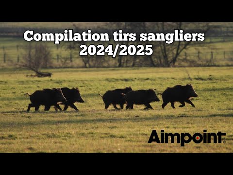 ☆50 tirs - Compilation tirs sangliers best of 2024/2025☆
