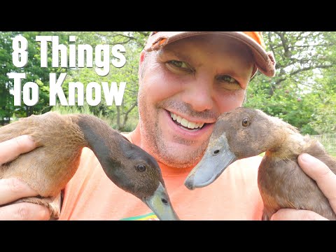 8 Things To Know Before Getting Ducks