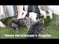 Cavapoo dogs for sale: Bradley - Video 1