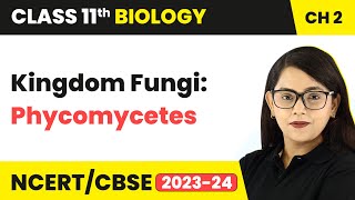 Kingdom Fungi: Phycomycetes - Biological Classification | Class 11 Biology Chapter 2 | NCERT/CBSE