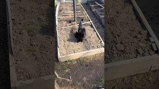 Black Cat in the Greenhouse – Secret Garden Explorer