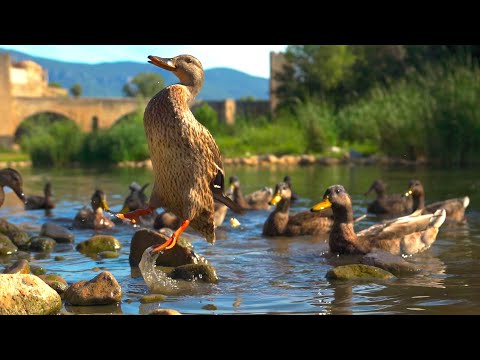 Ducks quacking, eating and splashing on the river - Relaxing Sounds of Nature