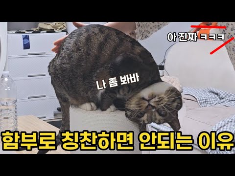 숨막히는 개냥이의 치명적인 애교