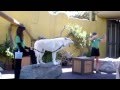 Wolf Howling At San Diego Zoo