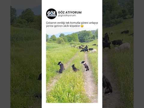 Çobanın verdiği tek komutla görevi anlayıp yerine getiren akıllı köpekler 😲