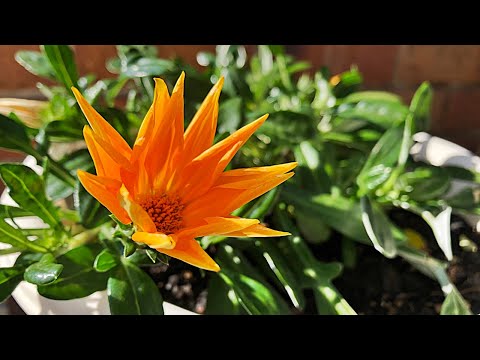 ガザニア、真昼の金 植物