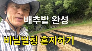 배추밭 만들기 최종편 태풍에도 견디는 비닐멀칭 혼자 해보기