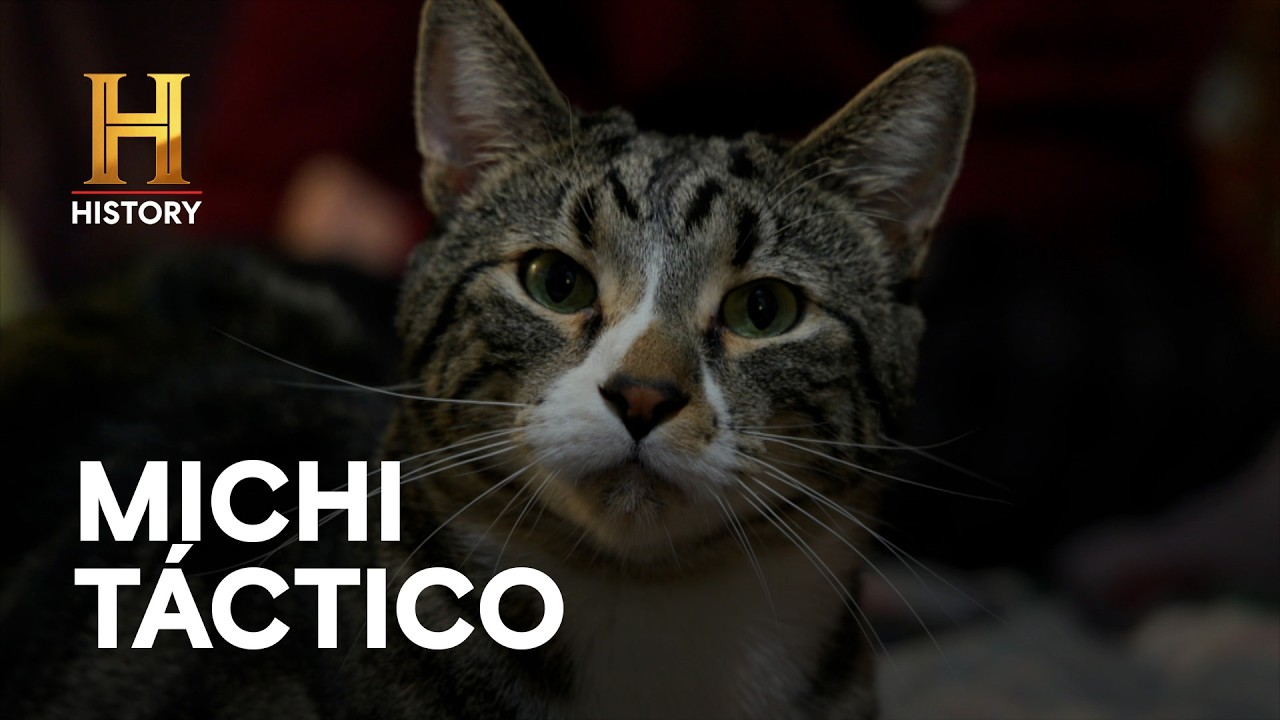 MICHIS TÁCTICOS - MARAVILLAS SINIESTRAS