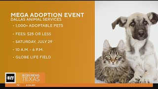 Dallas Animal Services to host mega adoption event