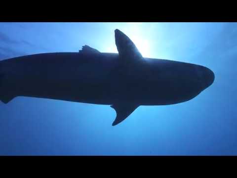 Freediving with Tiger Sharks in French polynesia #1