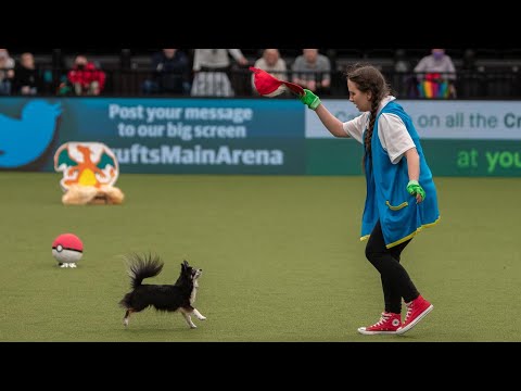 Sophie Chihuahua - Pokémon Freestyle HTM - Crufts qualifier Aberystwyth 2022