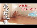 どこに隠れた？かくれんぼして部屋んぽを楽しむモルモット　cute guineapig