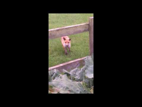 Amazing fox calling video