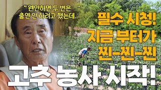 (필수 시청) 고추 농사는 아직 끝나지 않았습니다...!