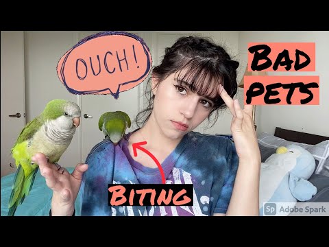 Never get a Quaker Parrot