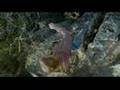 Teeth Movie Trailer