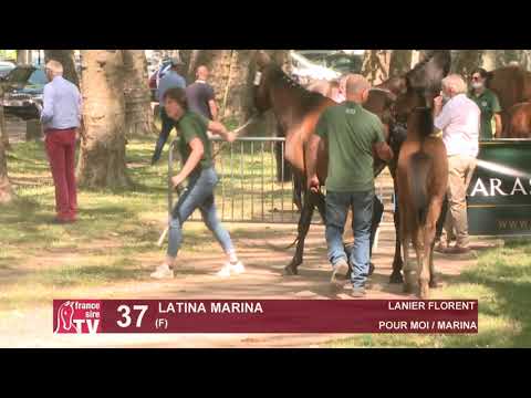 Sprinter Sacré Show 2021 : Lot 37 - Latina Marina