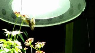 Blue Morpho (Morpho peleides) - The Books, IDKT, The Way Out