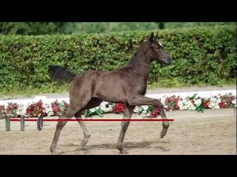 110 Siri Stute v. Sir Heinrich - Sandro Hit