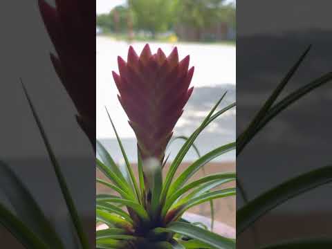 , title : 'Pink Quill Tillandsia Care guide'