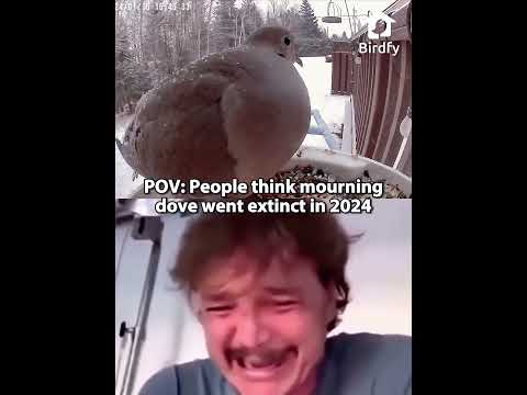 people think mourning doves went extinct in 2024 #dove #birds #shorts