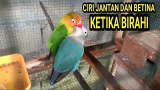 Download lagu CHARACTERISTICS OF MALE AND FEMALE LOVEBIRDS WHEN THEY ARE FEEDING AND PERCHING mp3