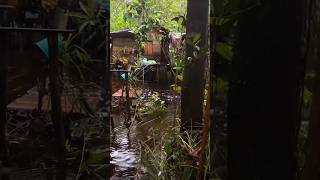 Download lagu House in the interior of the Kalimantan forest mp3