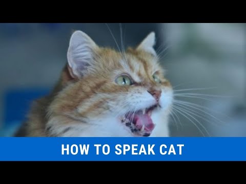 How to speak cat updated 2021 || How to speak cat voice || How to speak cat language